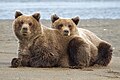 Lake Clark National Park and Preserve grizzly cubs on beach.jpg