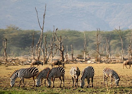 Equus quagga (Plains Zebras)