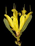 Lambertia multiflora var. darlingensis - Flickr - Кевин Тиле.jpg