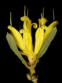 Lambertia multiflora var. darlingensis - Flickr - Кевин Тиле.jpg