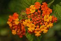 a Lantana in Malaysia