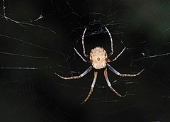 Description de l'image Larvatus_Twig_Spider_(Cyphalonotus_larvatus)_(51068169796).jpg.