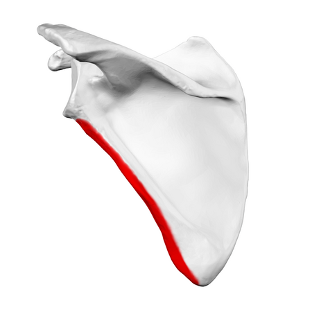 Tập_tin:Lateral_border_of_left_scapula01.png
