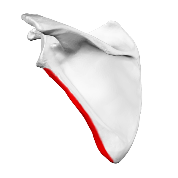 File:Lateral border of left scapula01.png