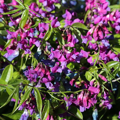 Lathyrus vernus-IMG 7283.JPG