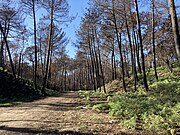 Forêt d'arbres noircis par l'incendie, sans sous-bois.