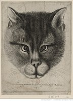 Wenzel Hollar. Le vray portrait du chat du grand duc de Moscovie (ru:Подлинный портрет кота великого князя Московии). 1663