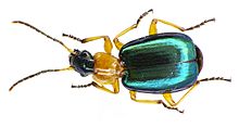 Lebia chlorocephala httpsuploadwikimediaorgwikipediacommonsthu