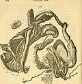 Thumbnail for File:Lectures on the comparative anatomy and physiology of the invertebrate animals - delivered at the Royal College of Surgeons (1855) (14780789711).jpg