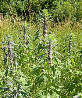 <i>Leonurus quinquelobatus</i> Species of flowering plant