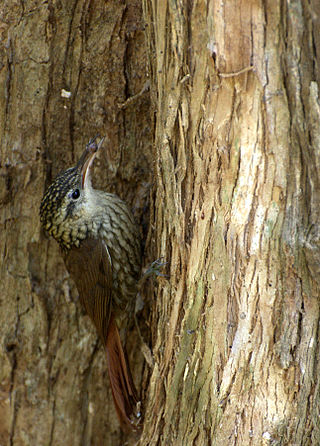 <span class="mw-page-title-main">Scalloped woodcreeper</span> Species of bird