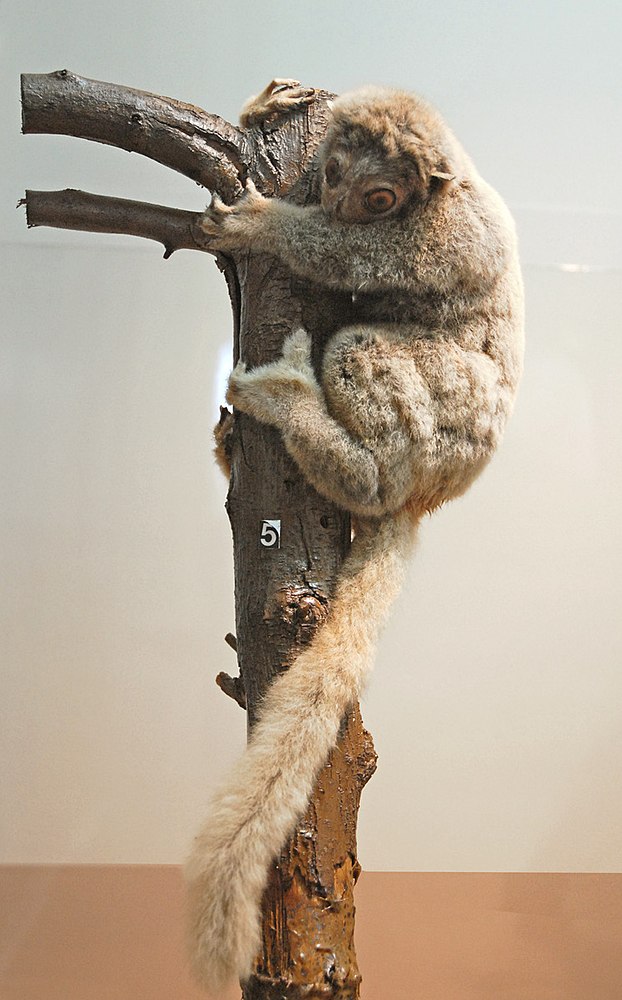 The average litter size of a Gray-backed sportive lemur is 1