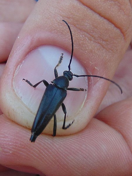 File:Leptura aethiops MDj3.jpg