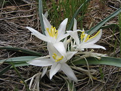 Description de l'image Leucocrinum montanum.jpg.