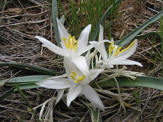 <i>Leucocrinum</i> Genus of flowering plants