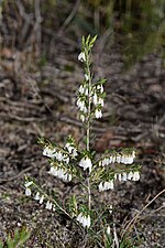 Leucopogon pendulus - 48480047251.jpg