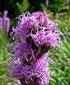 Liatris spicata flower close up