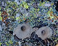 Lichens and mortars (16735777311).jpg