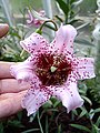 Lilium bakerianum var. rubrum