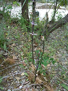 Limodorum abortivum dans une pinède en Grèce