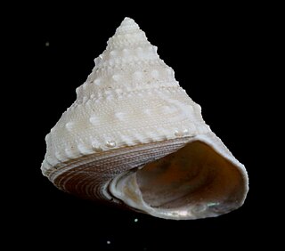 <i>Lischkeia</i> Genus of gastropods