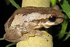 Description de l'image Litoria dentata2.jpg.