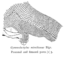 Pores on the skin are often used in classification. LizardFemoralPoresRooij.png