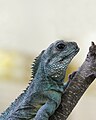 Chinese Water Dragon (Physignathus lesueurii)