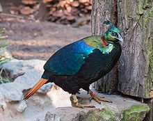 The Himalayan monal (Danphe
), the national bird of Nepal, nests high in the Himalayas. Lophophorus impejanus Zoo DU 2.jpg