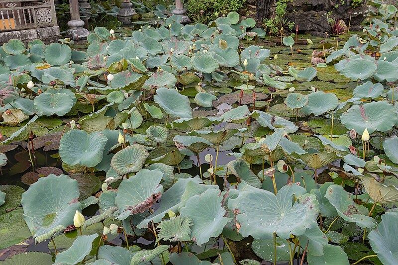 File:Lotus flowers Vietnam (38834388684).jpg