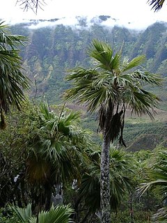 <i>Pritchardia kaalae</i> Species of palm