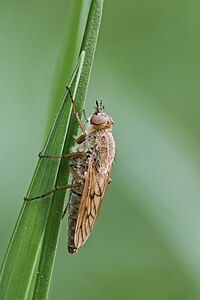 ♀ Thereva sp. (Stiletto Fly)