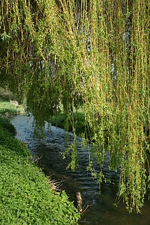 The river at Nonville