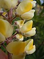 Lupinus arbustus (5154632697).jpg