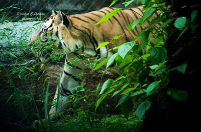 How to get to Bannerghatta National Park with public transit - About the place