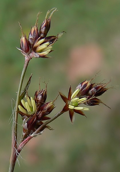 File:Luzula campestris IP0605002.jpg