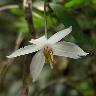 <i>Luzuriaga radicans</i> Species of flowering plant in Alstroemeriaceae (Inca-lily family), a member of monocot order Liliales