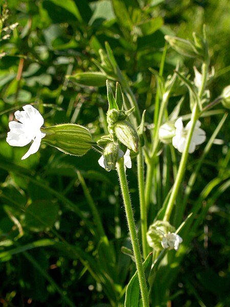 File:Lychnis alba flowering branch (3621877619).jpg