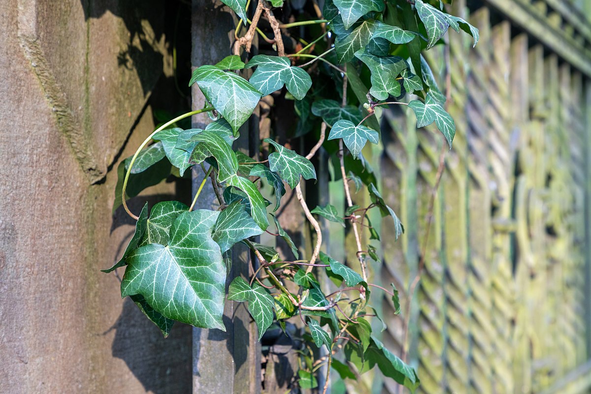 Hedera - Wikipedia