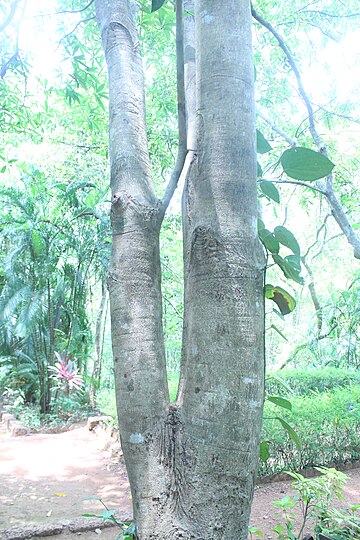 ಹಿಪ್ಪೆ ಎಣ್ಣೆ