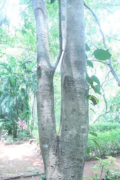 File:MADHUCA LONGLFOlIA 03.jpg