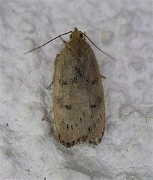 Adult male Phaeosaces coarctatella, Browns Bay, New Zealand M Phaeosaces coarctatella.jpg