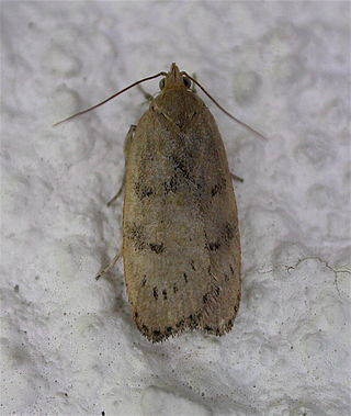 <i>Phaeosaces coarctatella</i> Species of moth endemic to New Zealand