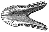 Macelognathus vagans Macelognathus.jpg