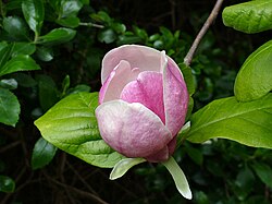 Magnoliaxsoulangeana blossom.jpg