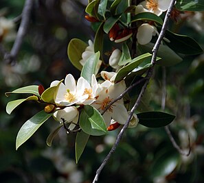 Quarryhill o'zining Magnoliya kollektsiyasi bilan mashhur