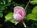 Magnolia × soulangeana blossom.jpg