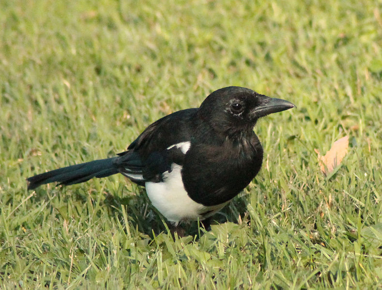 File:Magpie in Madrid (Spain) 130.jpg