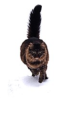 Thumbnail for File:Maine Coon.JPG