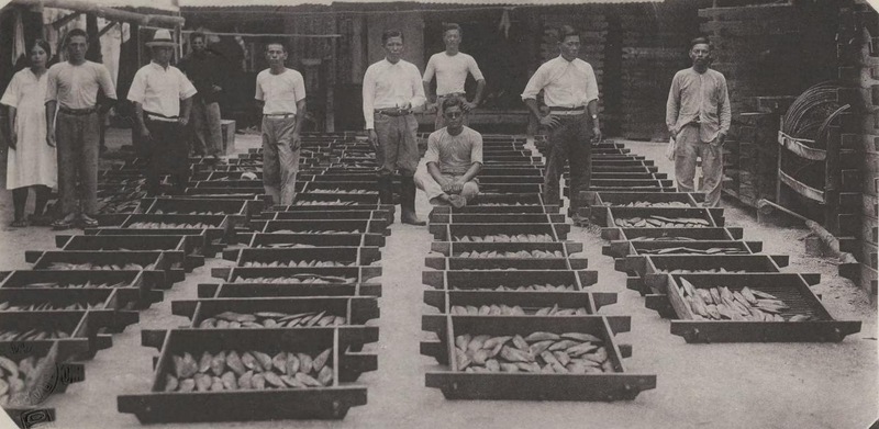 File:Making Dried bonito at Chuuk, Micronesia in 1931.png